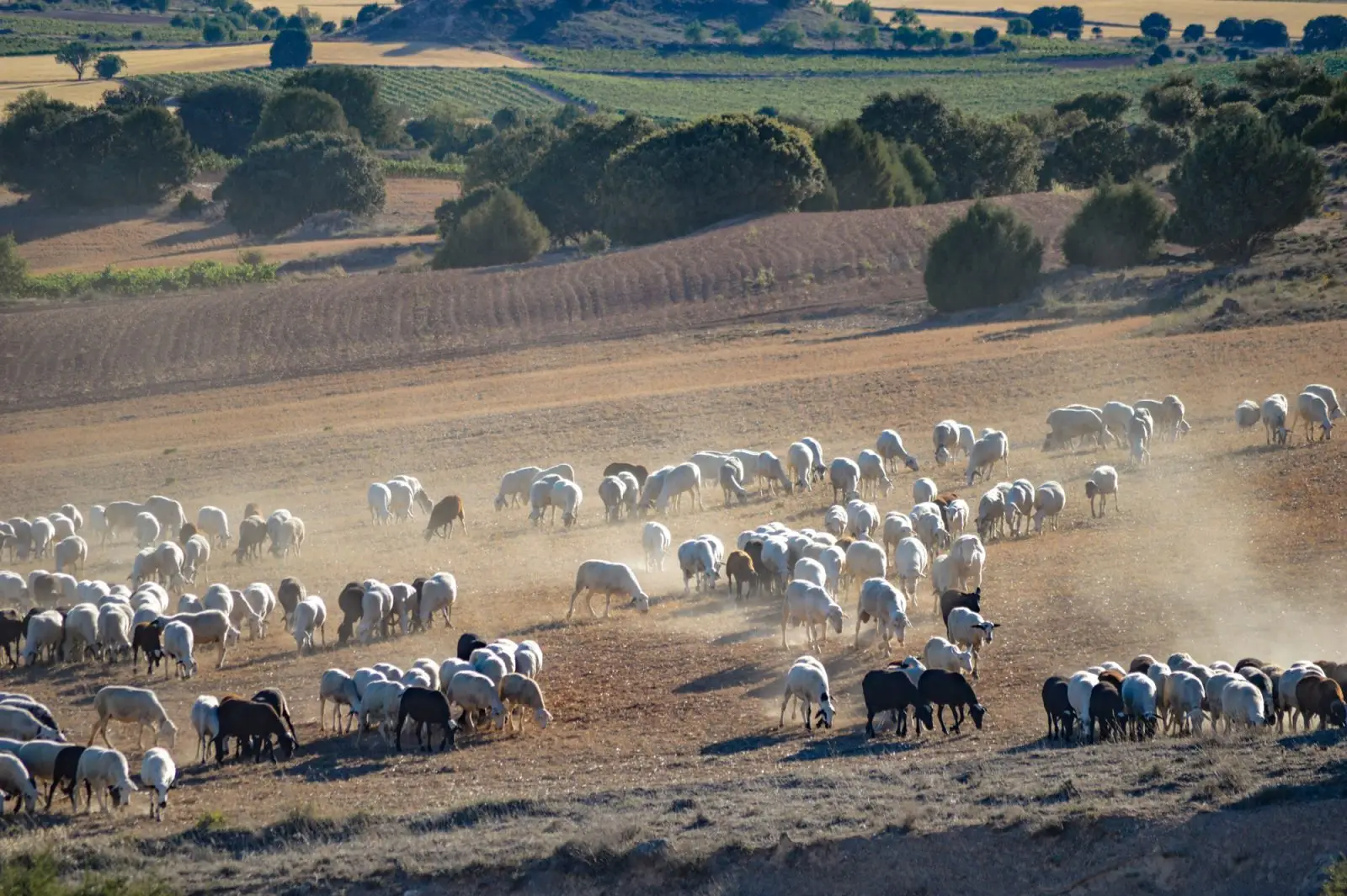 Campo en Vadocondes